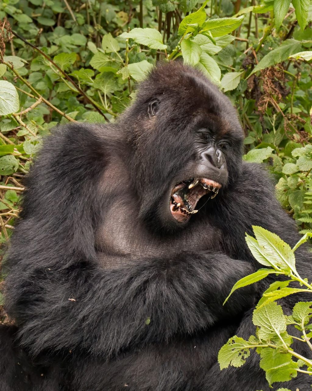 Primate in forest habitat