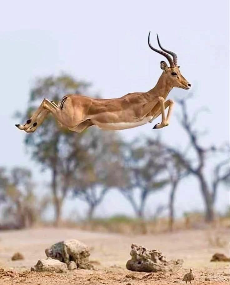 Safari gallery image 7