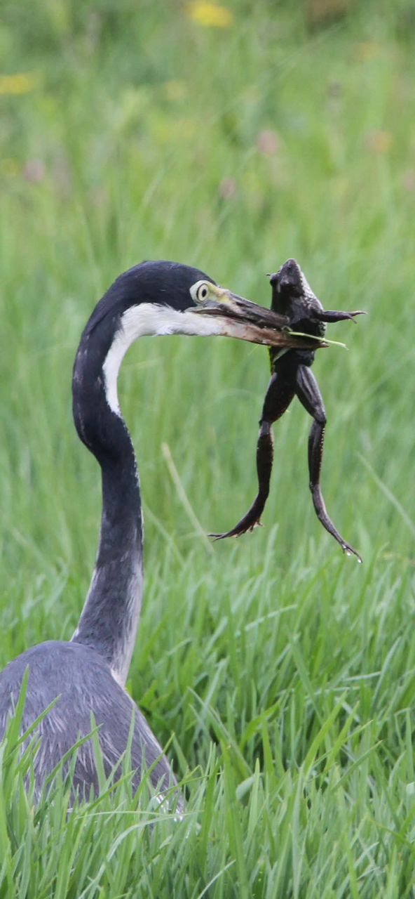 Safari gallery image 9