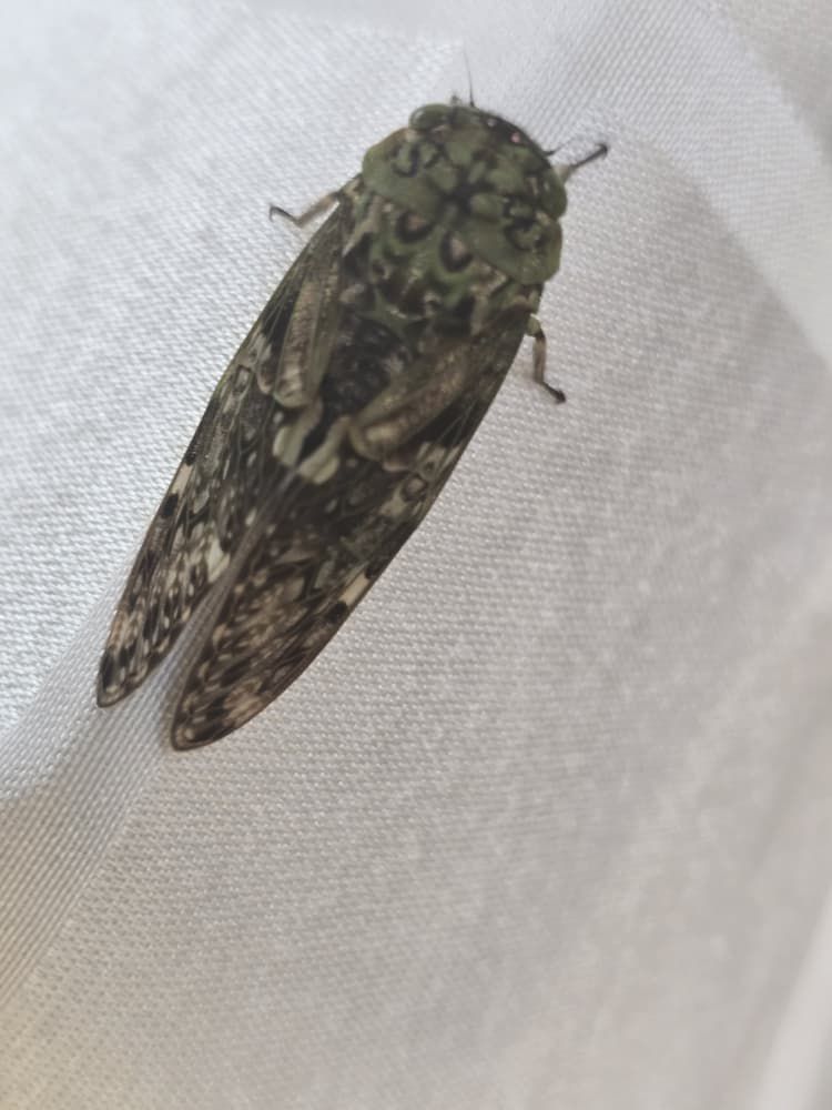 Safari gallery image 10