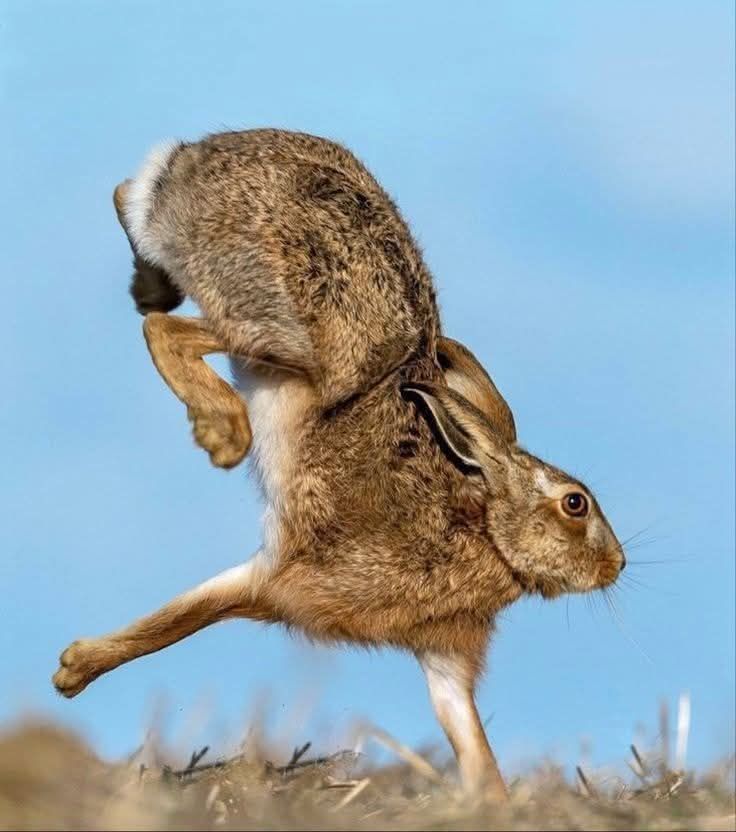 Safari gallery image 11