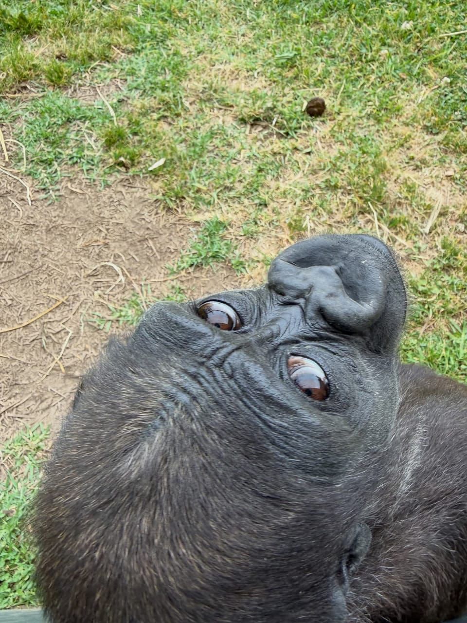 Safari gallery image 14