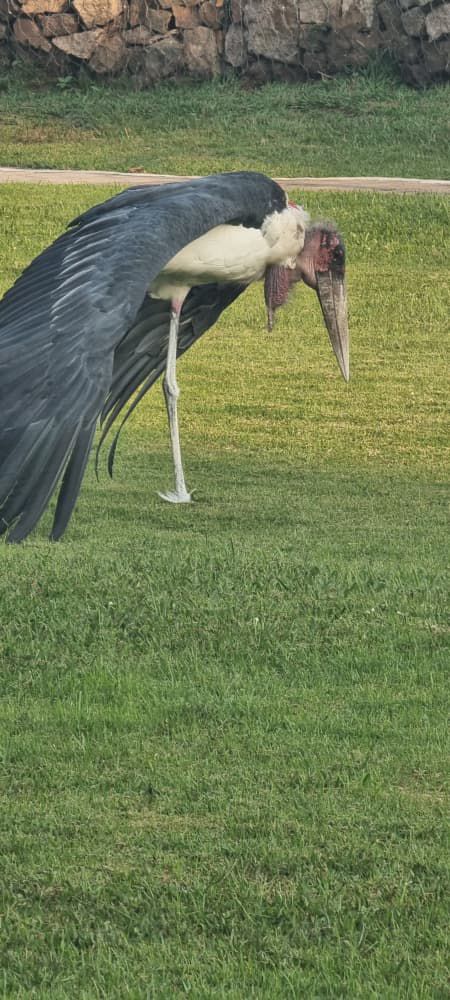 Safari gallery image 16