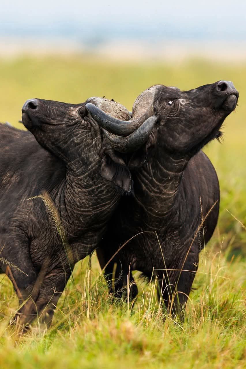 Safari gallery image 18