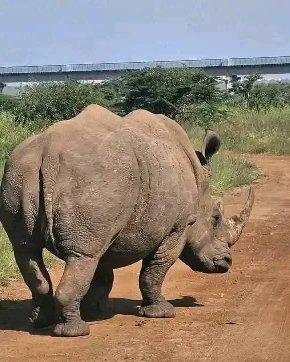 Safari gallery image 20