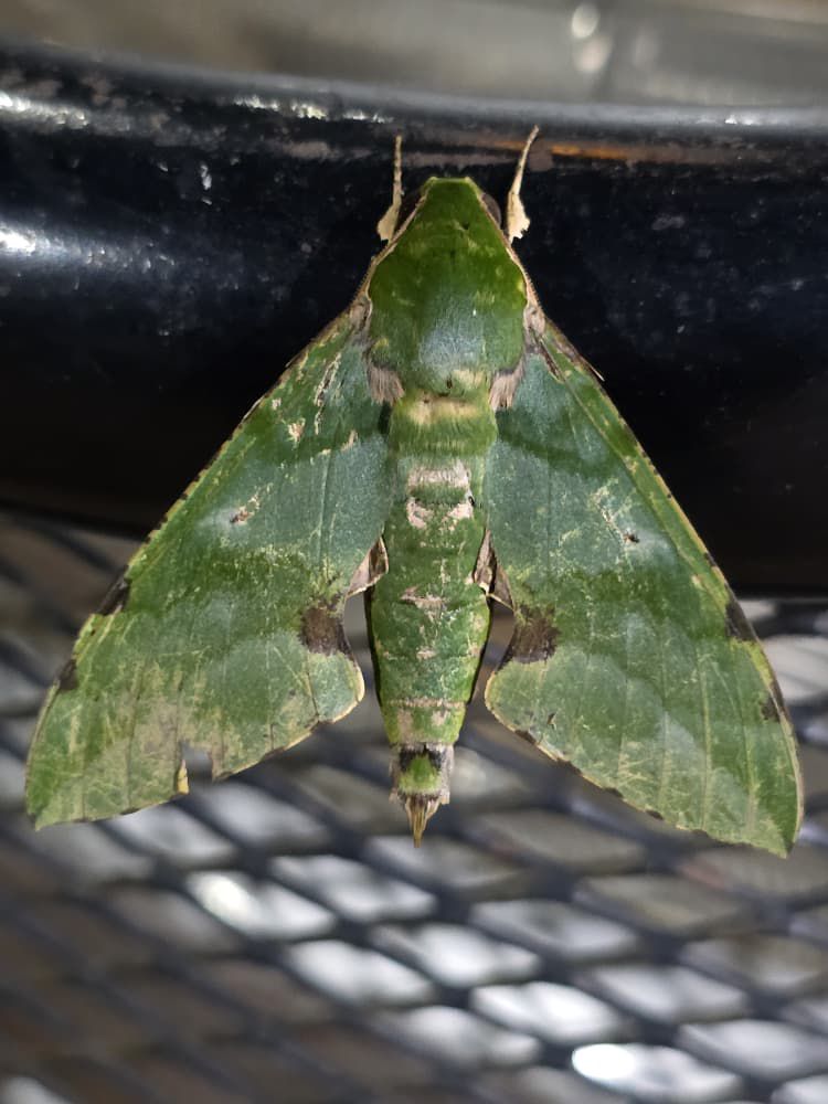 Safari gallery image 21