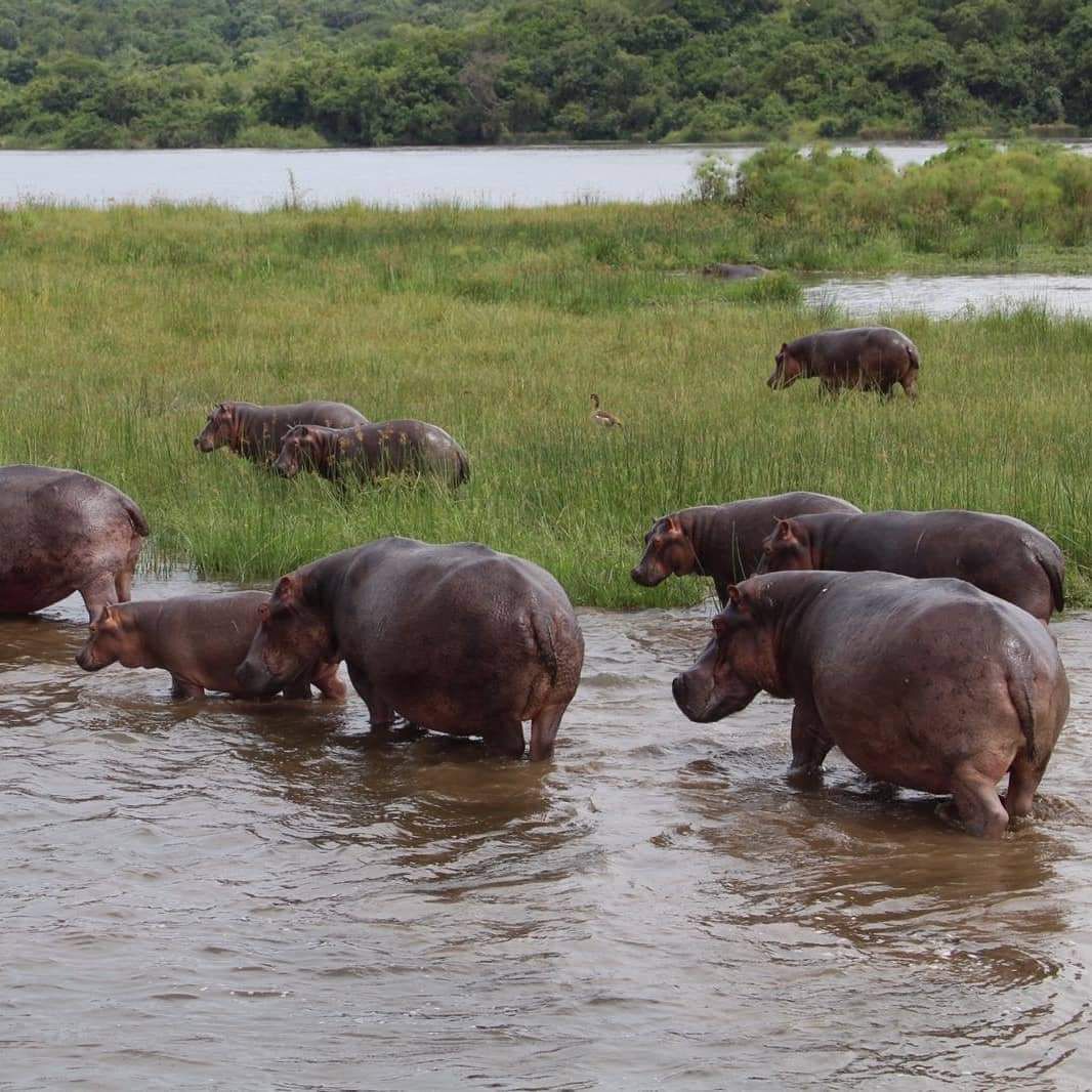 Safari gallery image 22