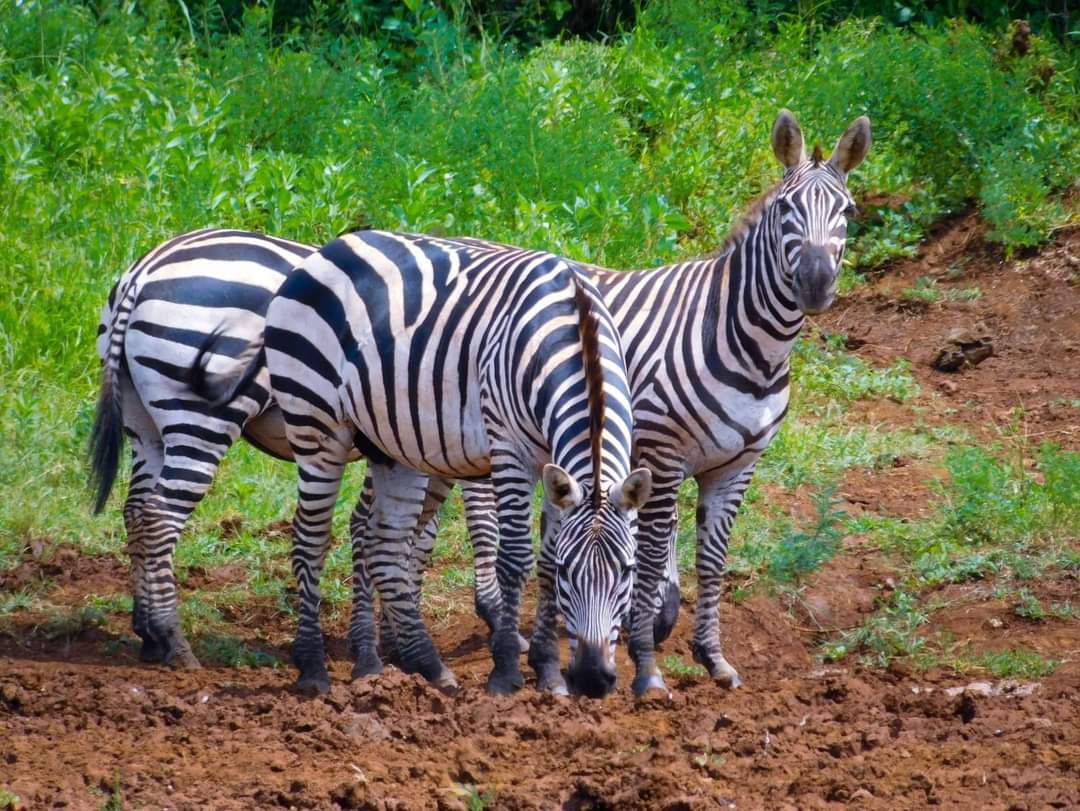 Safari gallery image 25