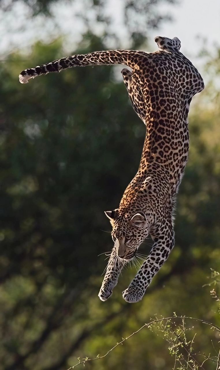 Safari gallery image 26