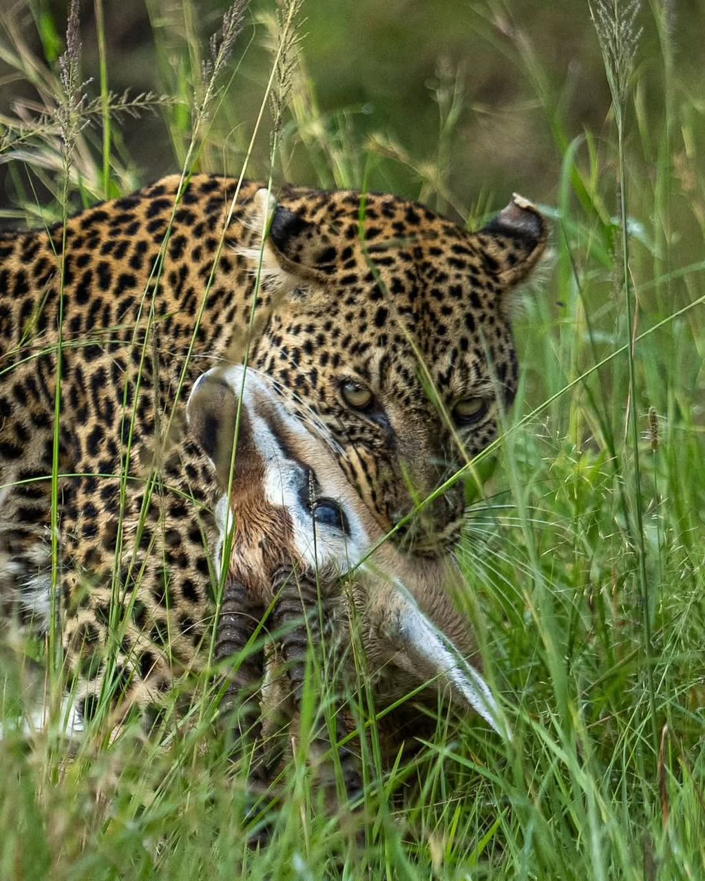 Safari gallery image 27