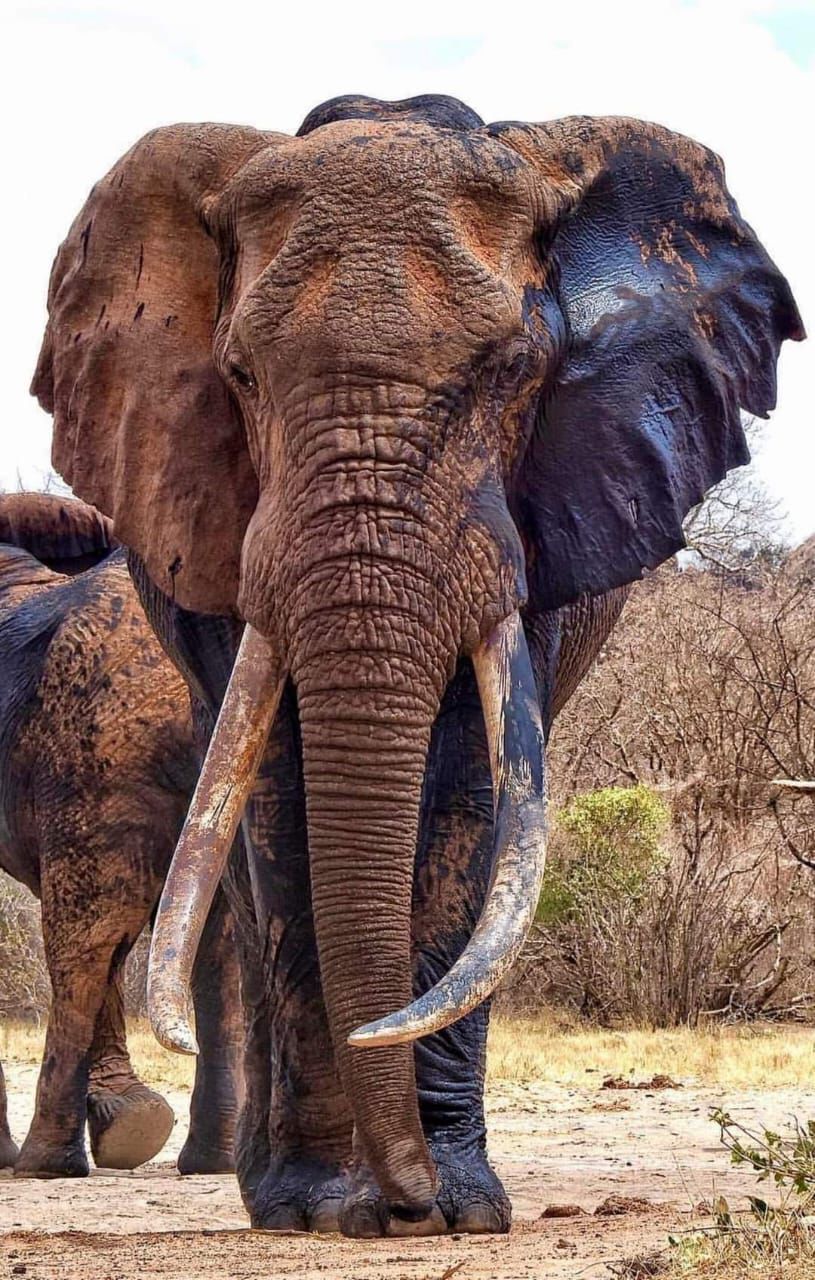 Safari gallery image 28