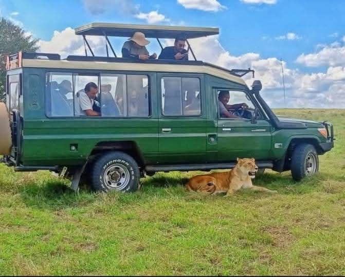 Safari gallery image 29