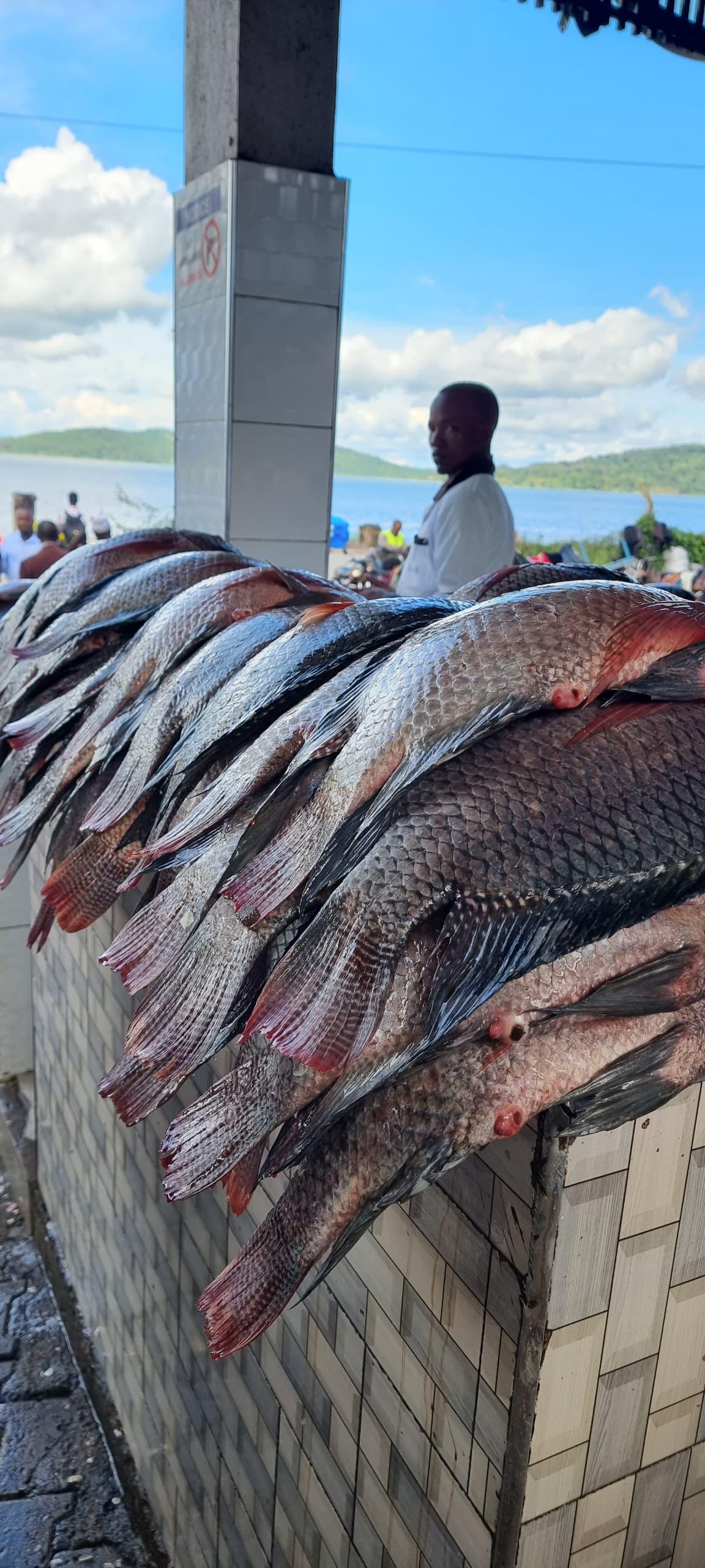 Safari gallery image 32