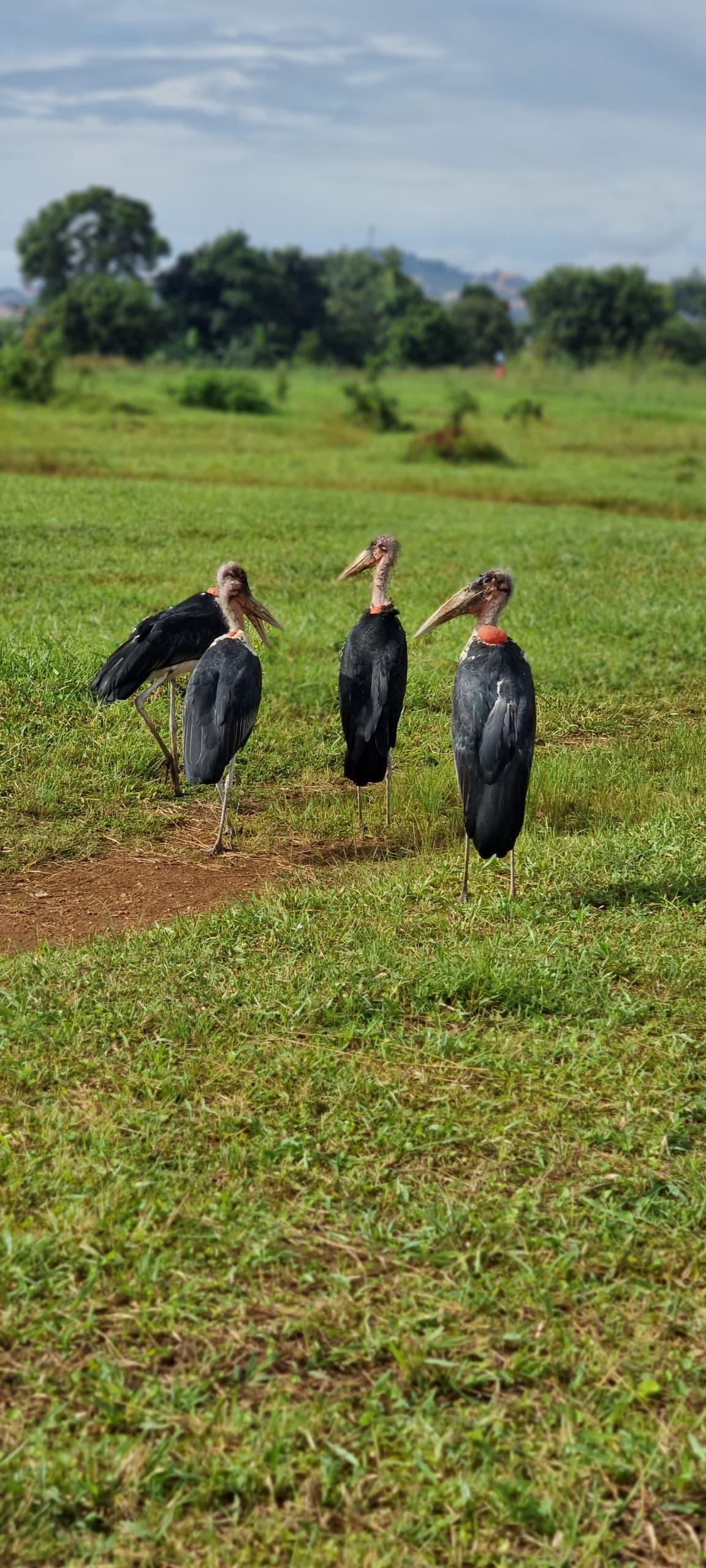 Safari gallery image 33