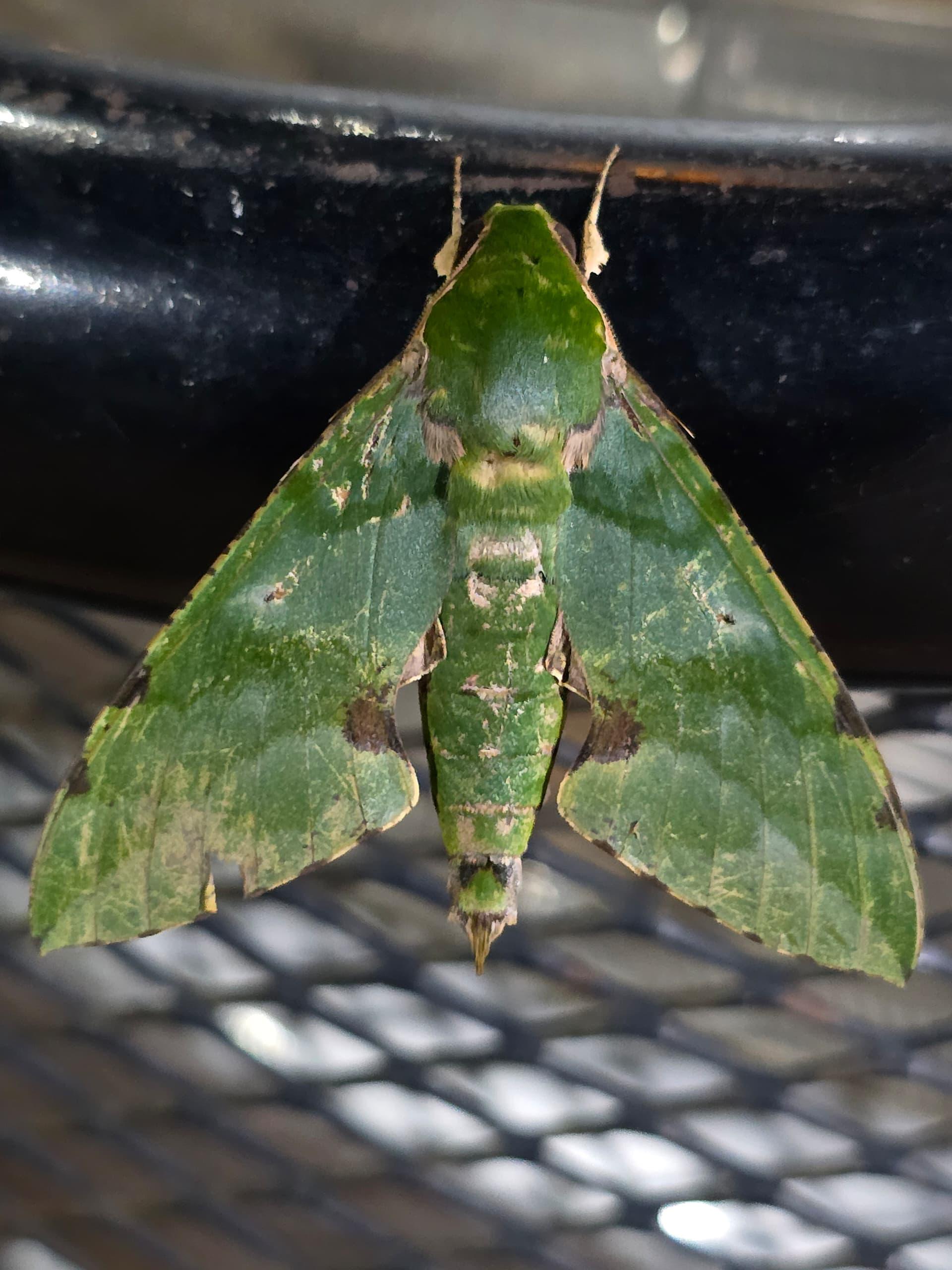 Safari gallery image 36