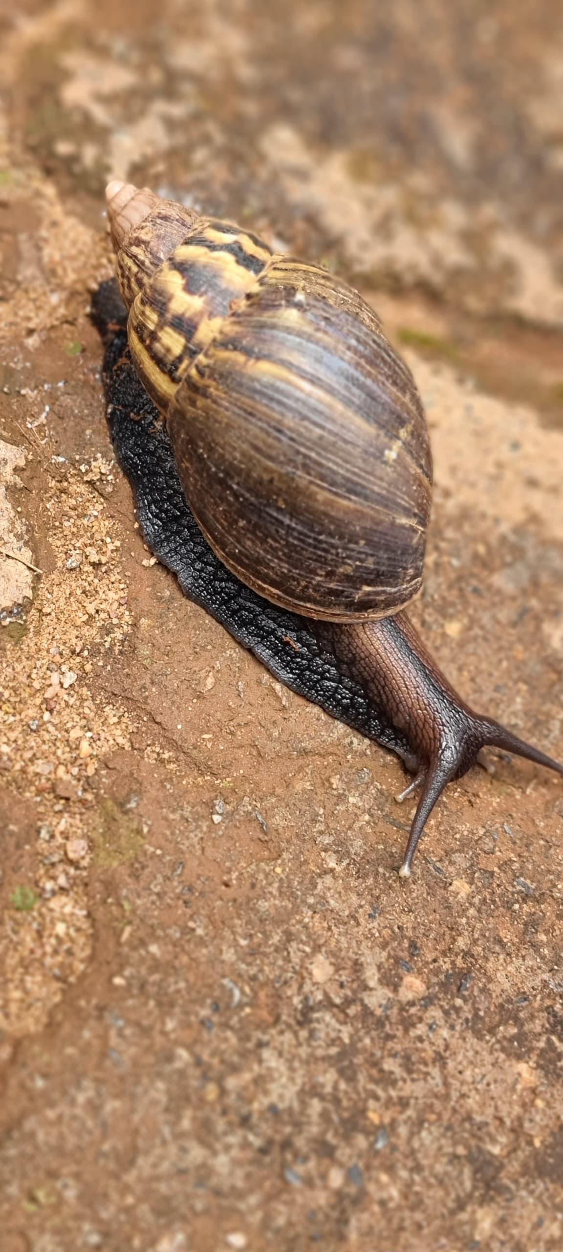 Safari gallery image 43