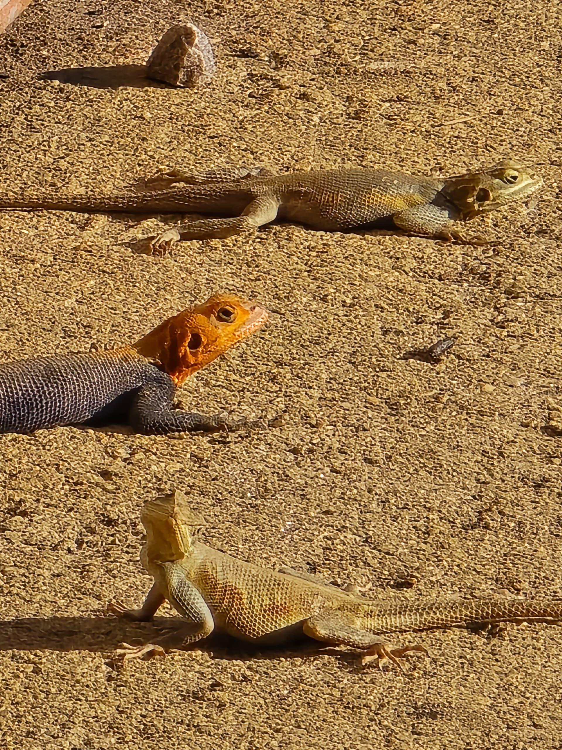 Safari gallery image 47