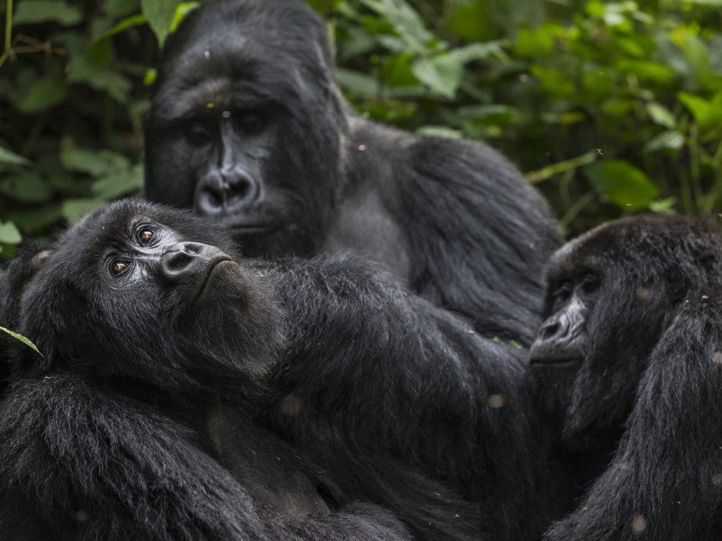 Mountain gorilla in Bwindi Uganda