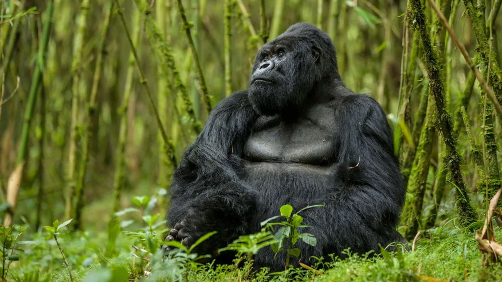 Gorilla in Uganda rainforest