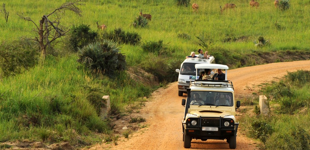 Safari vehicles on game drive in Uganda